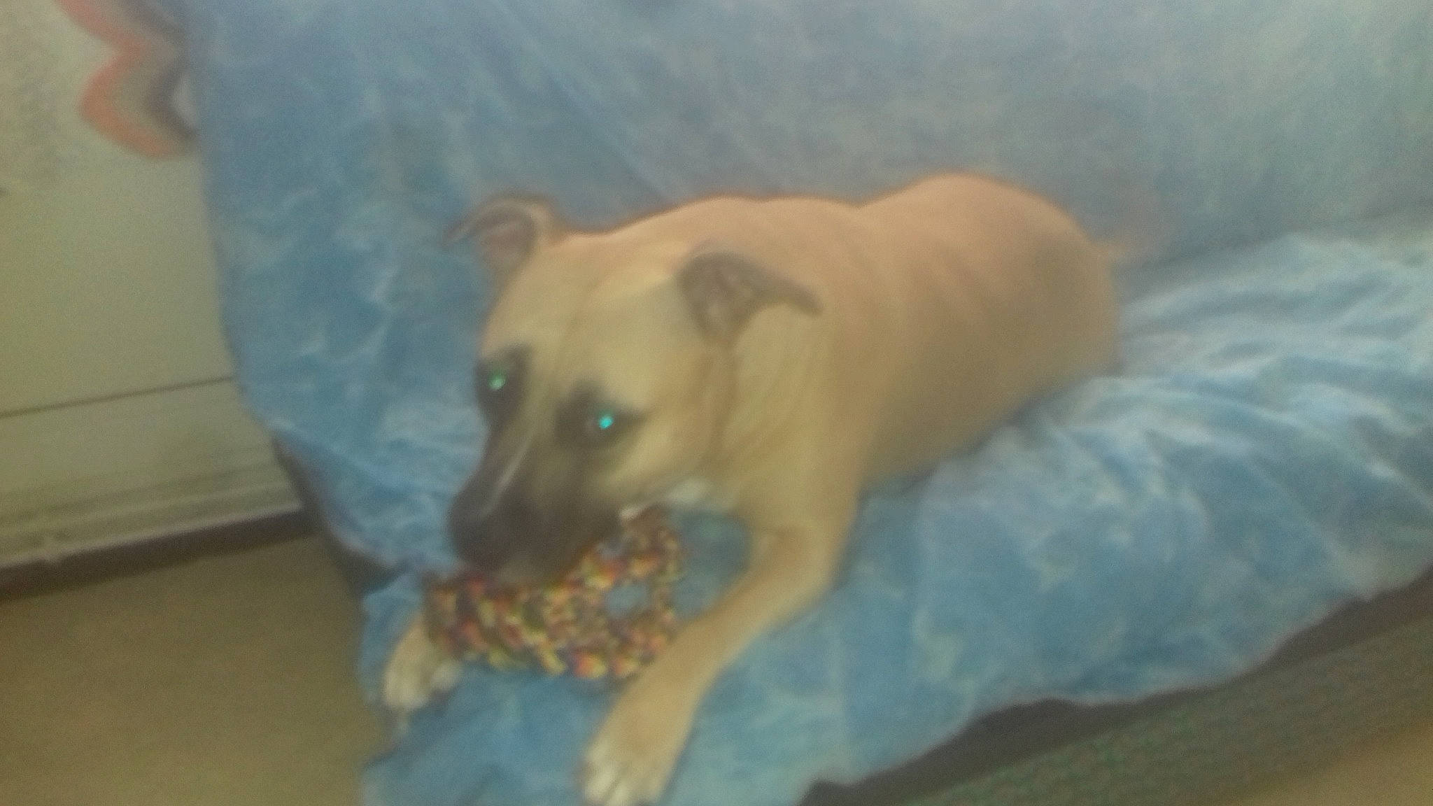 Kaina participe au concours pour gagner de l'argent avec cette photo : american_pit_bull_terrier, black_mouth_cur, bullmastiff, canidae, carnivore, dog, dog_breed, fawn, guard_dog, labrador_retriever, mammal, non_sporting_group, nose, puppy, snout, sporting_group