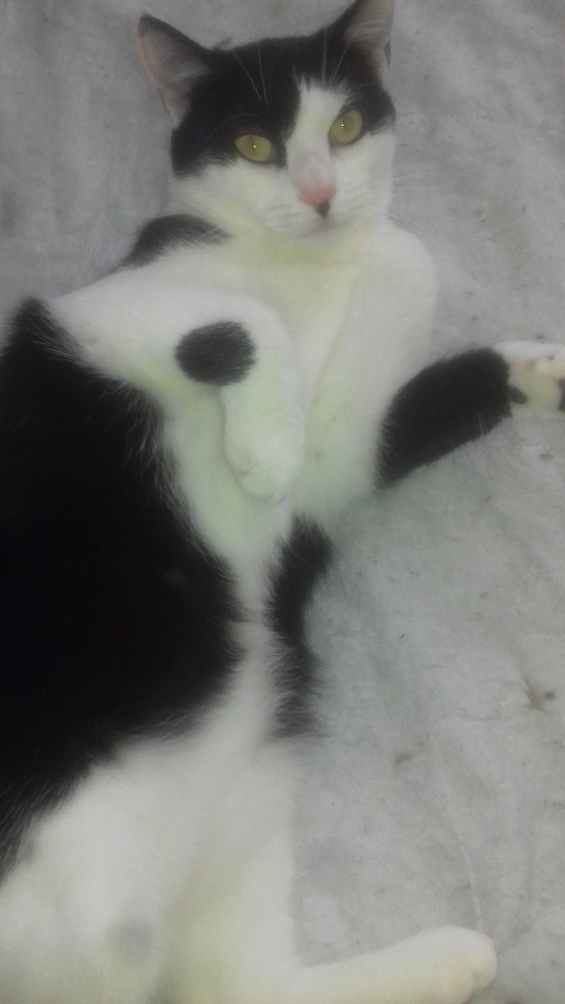 Mimi participe au concours pour gagner de l'argent avec cette photo : aegean_cat, black_and_white, carnivore, cat, domestic_short_haired_cat, felidae, fur, japanese_bobtail, kitten, mammal, paw, polydactyl_cat, small_to_medium_sized_cats, tail, turkish_angora, turkish_van, whiskers, white