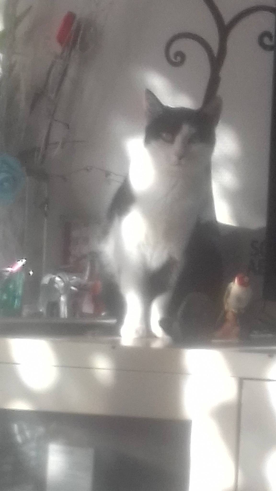 Mimi participe au concours pour gagner de l'argent avec cette photo : cat, felidae, light, small_to_medium_sized_cats, tail, whiskers