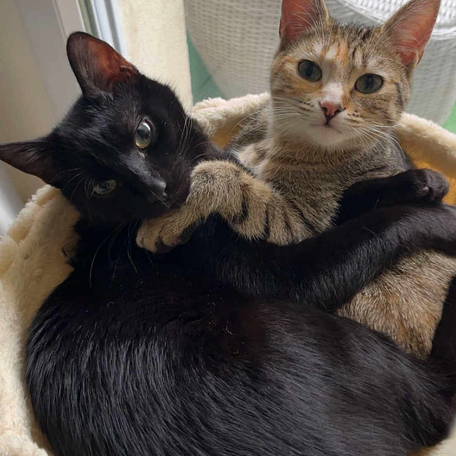 Sirius Et Vitsy a rejoint le concours — aidez-le/la à gagner de superbes lots ! abyssinian, animal, armchair, blackcat, cat, chair, couch, cushion, egyptiancat, furniture, head, homedecor, kitten, manx, person, pet, siamese