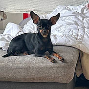 Câline participe au concours pour gagner de l'argent avec cette photo : dog, small_dog, black_dog, tan_markings, large_ears, pet, indoor, cushion, blanket, ottoman, furniture, relaxed, looking_at_camera, cozy, home, animal, domestic_animal, resting, cute, companion