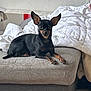 dog, small_dog, black_dog, tan_markings, large_ears, pet, indoor, cushion, blanket, ottoman, furniture, relaxed, looking_at_camera, cozy, home, animal, domestic_animal, resting, cute, companion