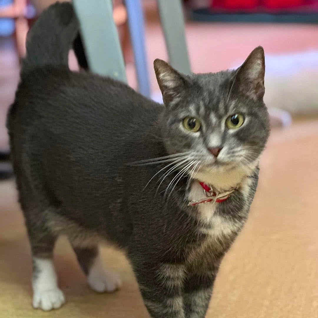 Garfeild participe au concours pour gagner de l'argent avec cette photo : animal, blurred_background, cat, curious, cute, domestic, ears, eyes, face, feline, floor, gray_tabby, home, indoor, pet, red_collar, standing, tail, whiskers, white_paws