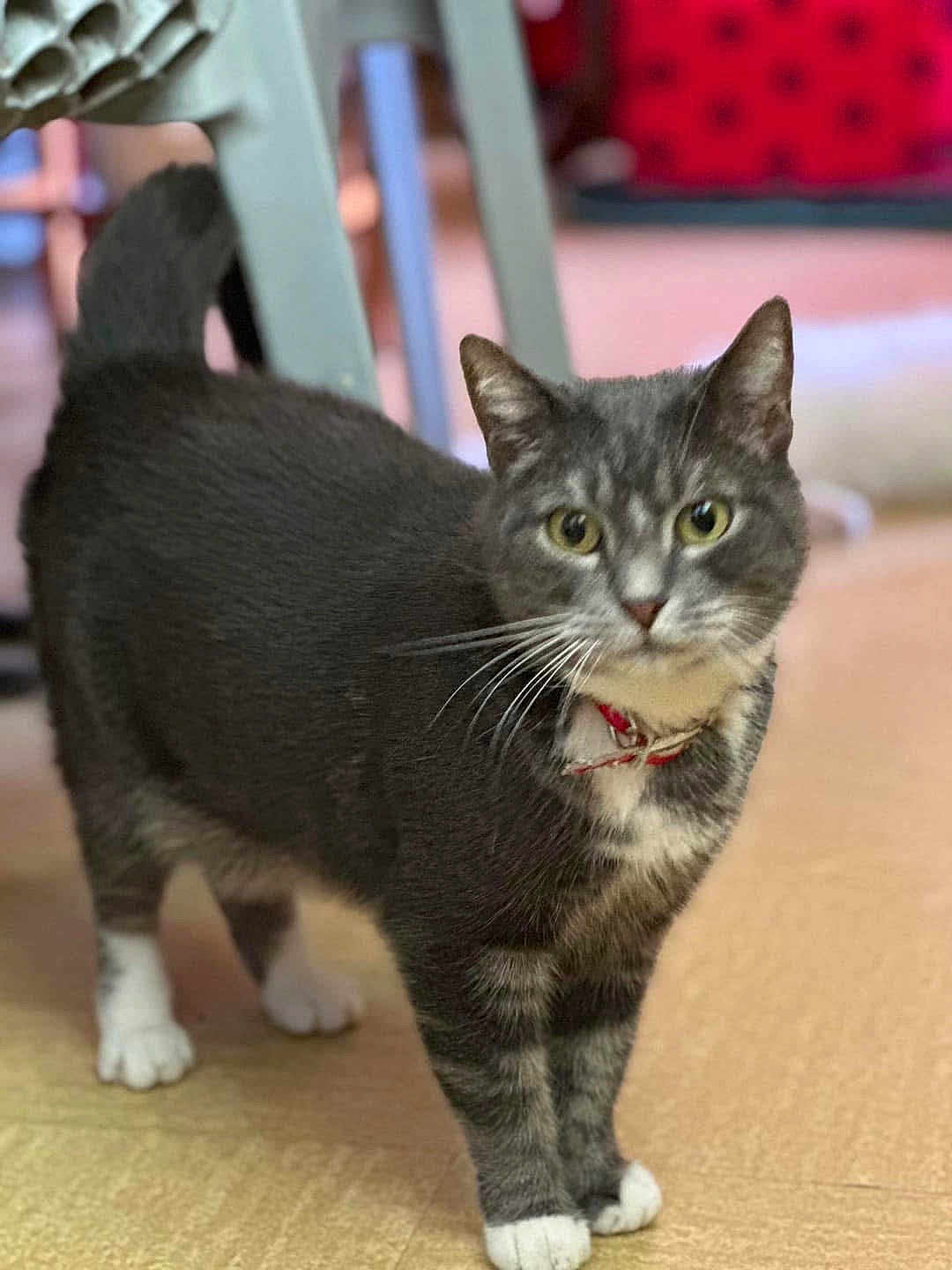 Garfeild participe au concours pour gagner de l'argent avec cette photo : cat, gray_tabby, white_paws, red_collar, pet, indoor, animal, feline, curious, standing, floor, whiskers, ears, face, eyes, tail, blurred_background, home, domestic, cute