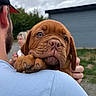 Baïka a rejoint le concours — aidez-le/la à gagner de superbes lots ! puppy, dog, person, shoulder, face, paw, outdoor, cap, shirt, brown, close_up, wrinkles, animal, pet, cute, portrait, grass, building, sky, holding