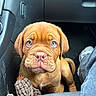 puppy, dog, car_interior, footwell, toy, blue_eyes, jeans, sneakers, brown_fur, closeup, pet, cute, animal, indoor, seat, floor, looking_up, wrinkled_face, young, companion