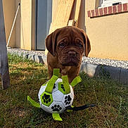 Baïka a rejoint le concours — aidez-le/la à gagner de superbes lots ! puppy, dog, grass, toy, soccer_ball, paw_prints, outdoor, sunlight, window, building, curious, brown_dog, pet, play, animal, young_dog, yard, daytime, cute, front_view