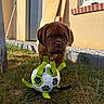 puppy, dog, grass, toy, soccer_ball, paw_prints, outdoor, sunlight, window, building, curious, brown_dog, pet, play, animal, young_dog, yard, daytime, cute, front_view