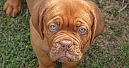 Baïka participe au concours pour gagner de l'argent avec cette photo : puppy, dog, brown, grass, outdoor, animal, pet, young, cute, looking_up, fur, mammal, nature, eyes, portrait, canine, expression, adorable, standing, wrinkles