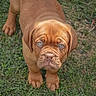 puppy, dog, brown, grass, outdoor, animal, pet, young, cute, looking_up, fur, mammal, nature, eyes, portrait, canine, expression, adorable, standing, wrinkles