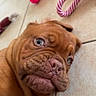 Baïka a rejoint le concours — aidez-le/la à gagner de superbes lots ! puppy, dog, brown, tile_floor, toy, rope_toy, pink_toy, close_up, face, wrinkles, young_dog, pet, indoor, floor, cute, animal, looking, playful, companion, laying_down
