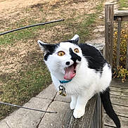 Amon joined the competition — help win amazing prizes! cat, black_and_white, tongue_out, blue_collar, outdoor, wooden_railing, grass, dirt, leafy_bush, animal, pet, feline, playful, close_up, side_view, nature, curious, whiskers, wide_eyes, balanced
