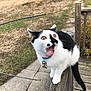 cat, black_and_white, tongue_out, blue_collar, outdoor, wooden_railing, grass, dirt, leafy_bush, animal, pet, feline, playful, close_up, side_view, nature, curious, whiskers, wide_eyes, balanced