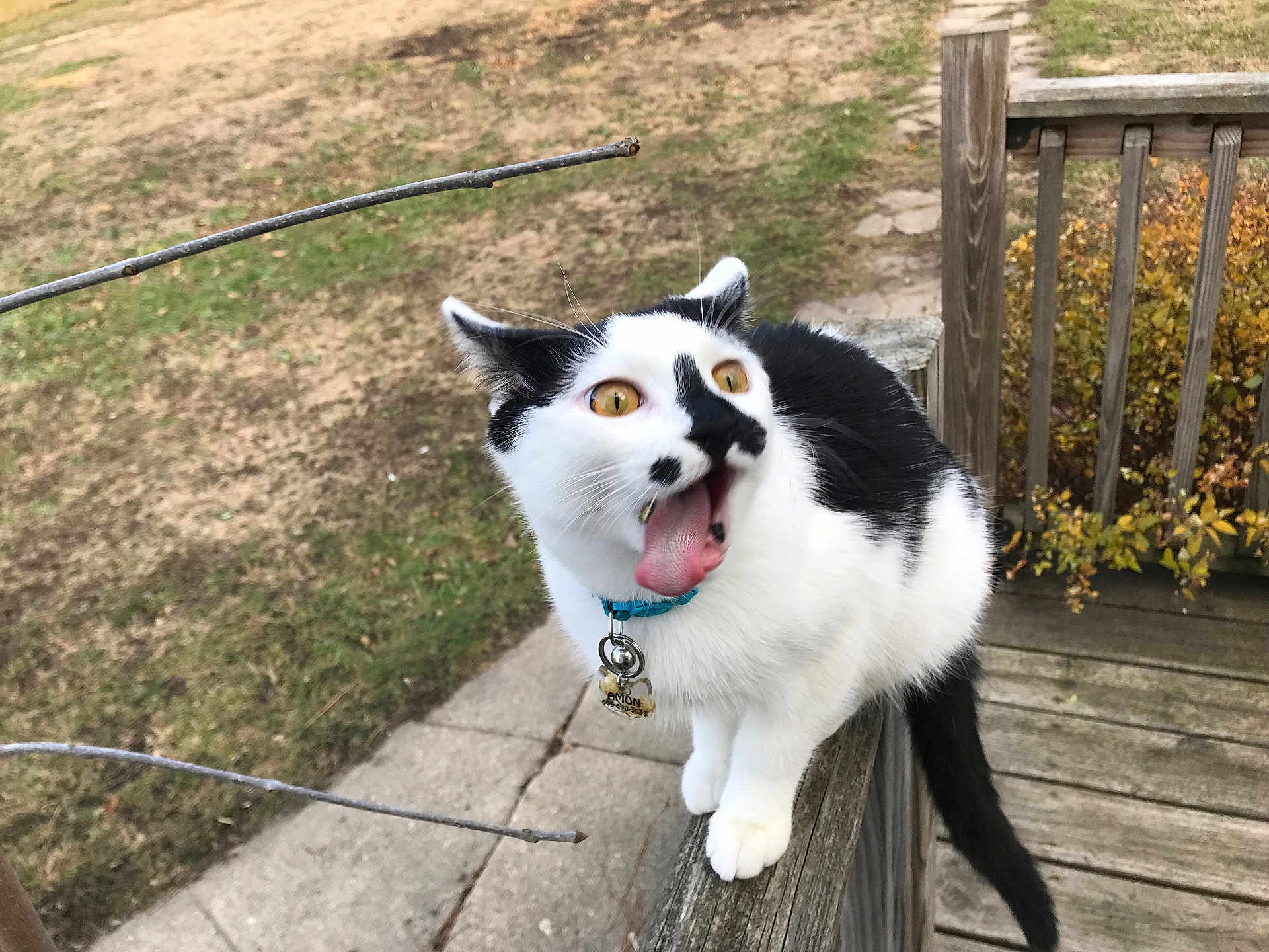 Amon joined the competition — help win amazing prizes! cat, black_and_white, tongue_out, blue_collar, outdoor, wooden_railing, grass, dirt, leafy_bush, animal, pet, feline, playful, close_up, side_view, nature, curious, whiskers, wide_eyes, balanced