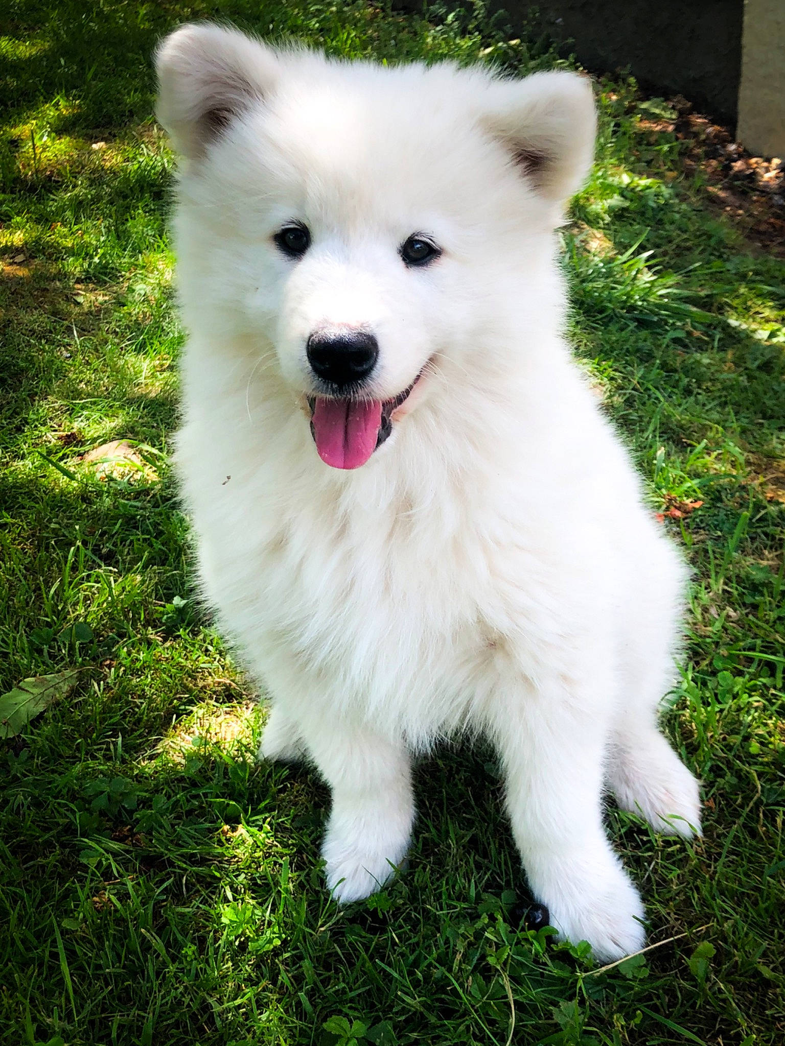 Rumba participe au concours pour gagner de l'argent avec cette photo : akita, american_eskimo_dog, ancient_dog_breeds, berger_blanc_suisse, canadian_eskimo_dog, canidae, carnivore, companion_dog, dog, dog_breed, hokkaido, japanese_spitz, kintamani, mammal, pungsan_dog, rare_breed_dog, samoyed, vertebrate, volpino_italiano, white_shepherd