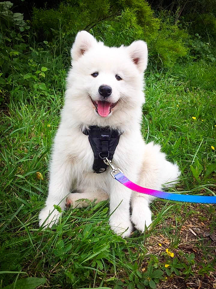 Rumba a rejoint le concours — aidez-le/la à gagner de superbes lots ! akita, american_eskimo_dog, berger_blanc_suisse, canidae, carnivore, companion_dog, dog, dog_breed, german_spitz_mittel, japanese_spitz, kintamani, mammal, non_sporting_group, pungsan_dog, puppy, rare_breed_dog, samoyed, vertebrate, volpino_italiano, white_shepherd