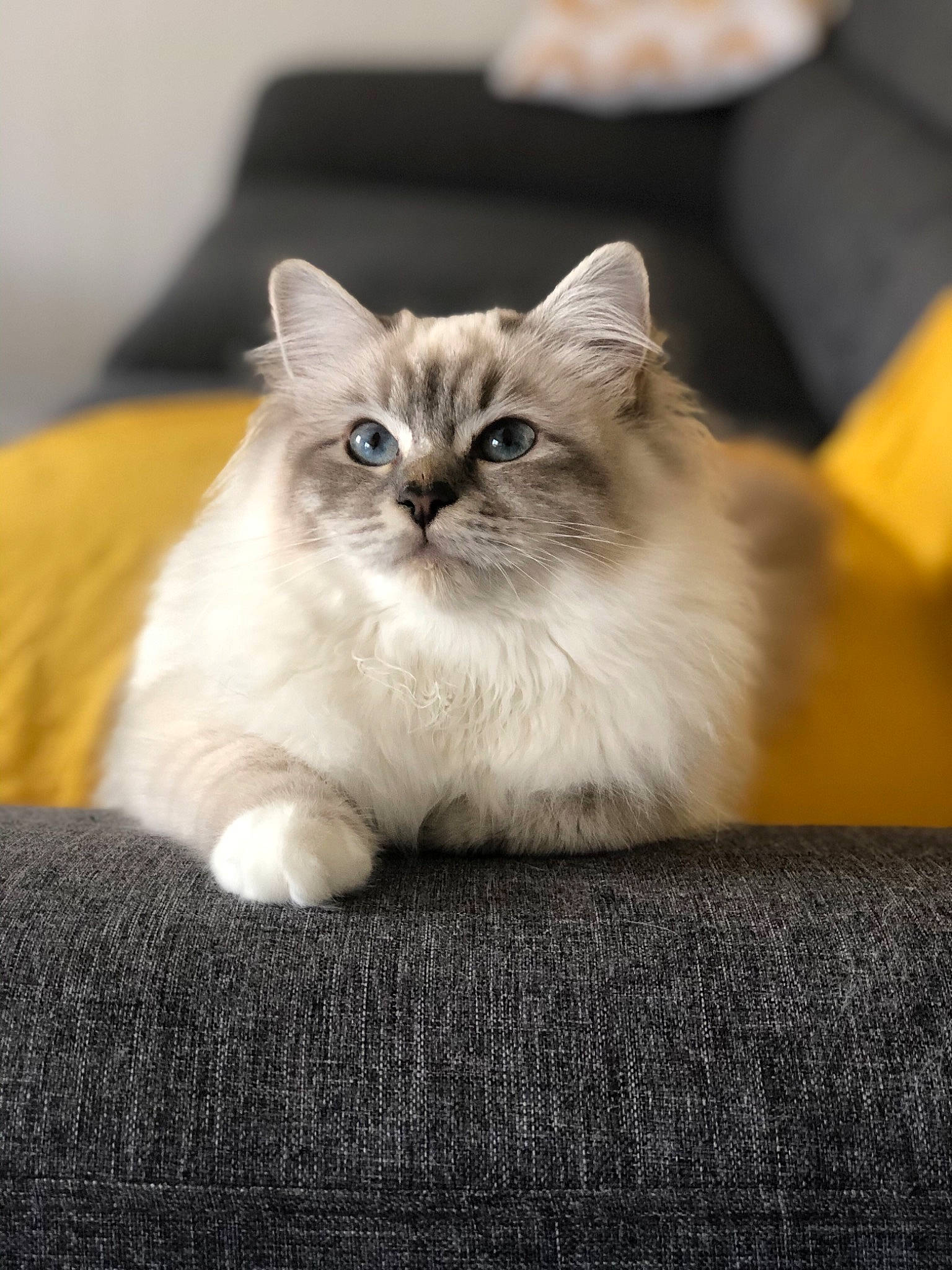 Polka participe au concours pour gagner de l'argent avec cette photo : asian, asian_semi_longhair, birman, british_semi_longhair, carnivore, cat, domestic_long_haired_cat, fawn, felidae, fur, kitten, mammal, norwegian_forest_cat, persian, ragamuffin, ragdoll, siberian, small_to_medium_sized_cats, vertebrate, whiskers