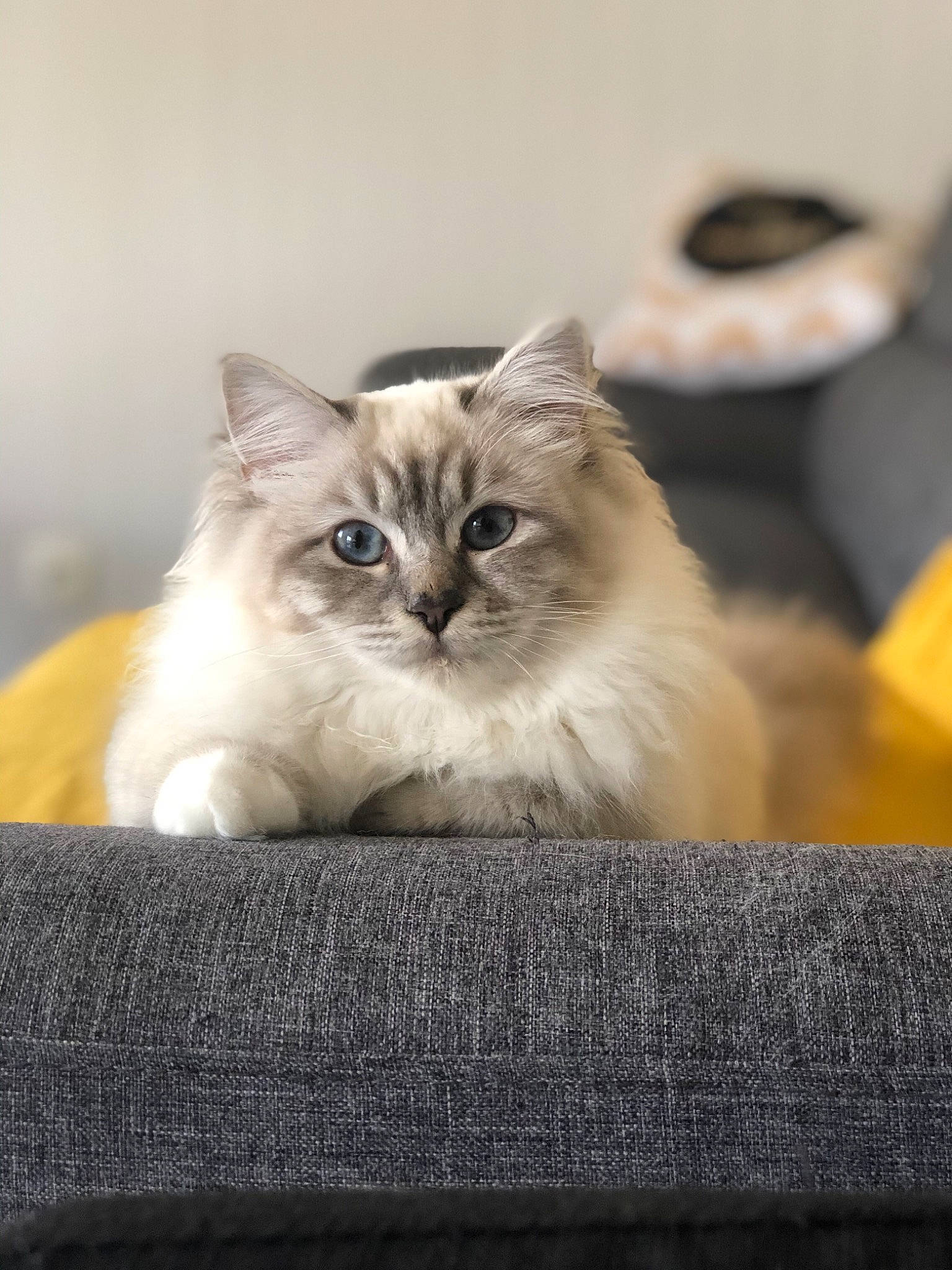 Polka participe au concours pour gagner de l'argent avec cette photo : asian, asian_semi_longhair, balinese, birman, british_longhair, british_semi_longhair, carnivore, cat, domestic_long_haired_cat, eye, felidae, kitten, mammal, persian, ragamuffin, ragdoll, siberian, small_to_medium_sized_cats, vertebrate, whiskers