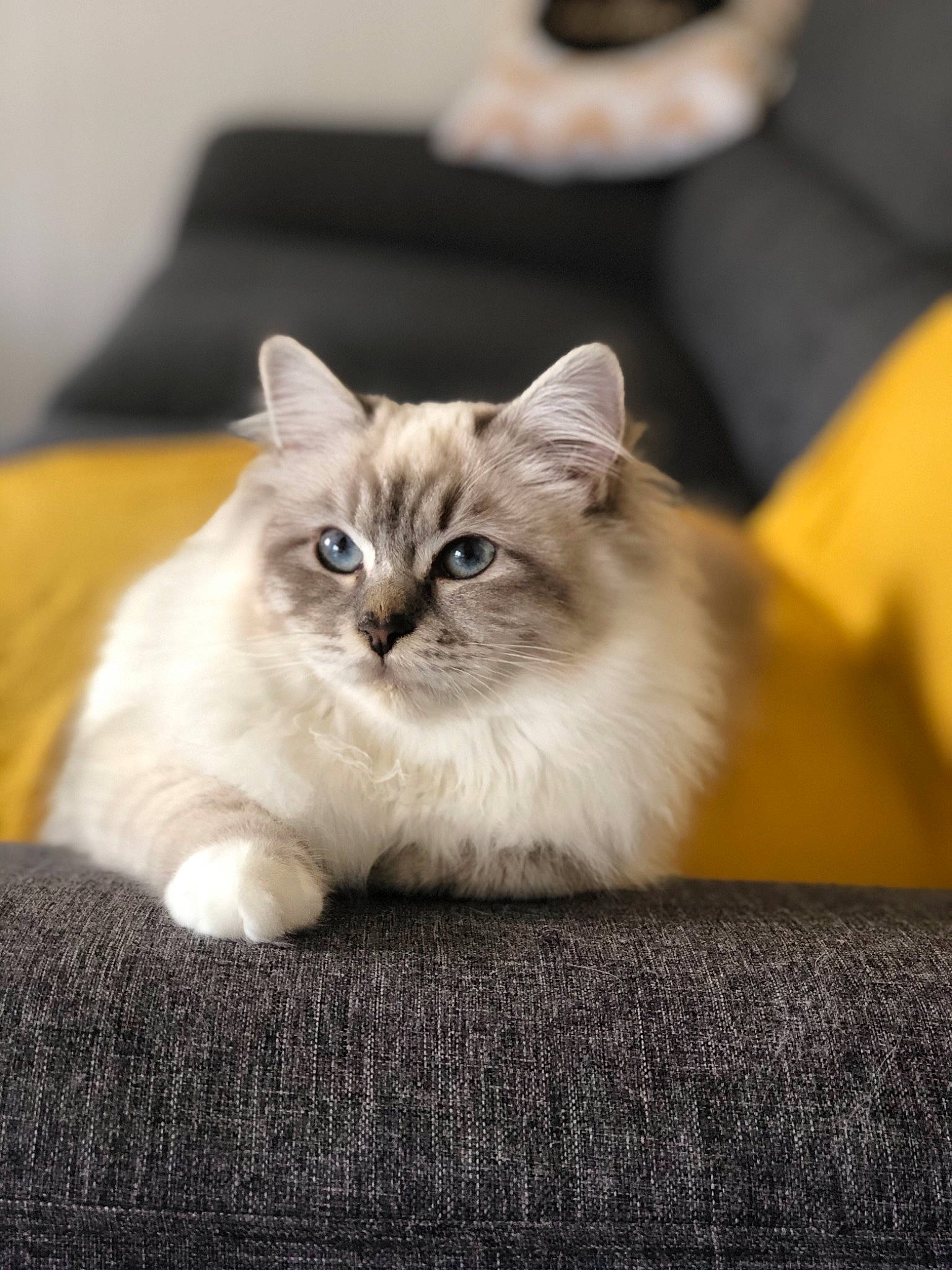 Polka a rejoint le concours — aidez-le/la à gagner de superbes lots ! asian, asian_semi_longhair, birman, british_semi_longhair, carnivore, cat, domestic_long_haired_cat, eye, fawn, felidae, fur, kitten, mammal, norwegian_forest_cat, ragamuffin, ragdoll, siberian, small_to_medium_sized_cats, vertebrate, whiskers