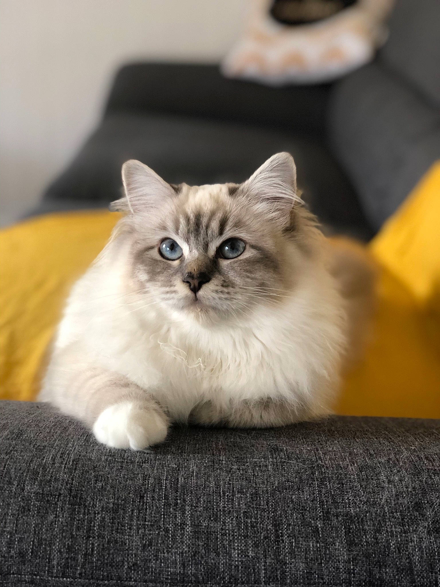 Polka a rejoint le concours — aidez-le/la à gagner de superbes lots ! asian, asian_semi_longhair, birman, british_semi_longhair, carnivore, cat, domestic_long_haired_cat, eye, fawn, felidae, fur, kitten, mammal, norwegian_forest_cat, ragamuffin, ragdoll, siberian, small_to_medium_sized_cats, vertebrate, whiskers