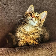 Loki a rejoint le concours — aidez-le/la à gagner de superbes lots ! animal, brown, cat, chair, closeup, curious, cute, ears, eyes, feline, fur, indoor, kitten, pet, portrait, relaxed, resting, tabby, texture, whiskers