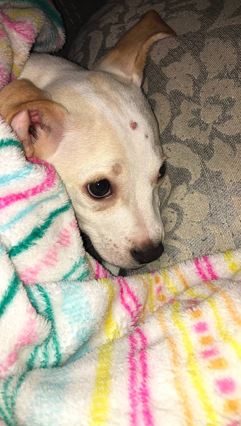 Monty joined the competition — help win amazing prizes! blanket, canidae, carnivore, companion_dog, dog, dog_breed, mammal, non_sporting_group, pink, puppy, rare_breed_dog, snout, toy_dog, vertebrate