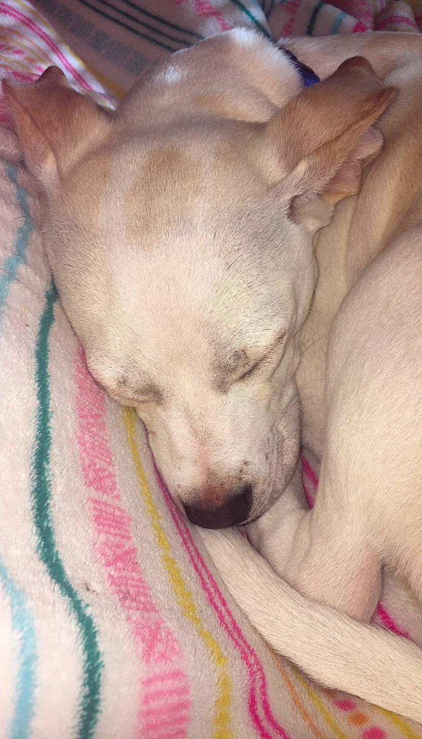 Monty joined the competition — help win amazing prizes! canidae, carnivore, chihuahua, companion_dog, dog, dog_breed, ear, fawn, feist, mammal, nap, puppy, puppy_love, snout, toy_dog, treeing_feist, vertebrate