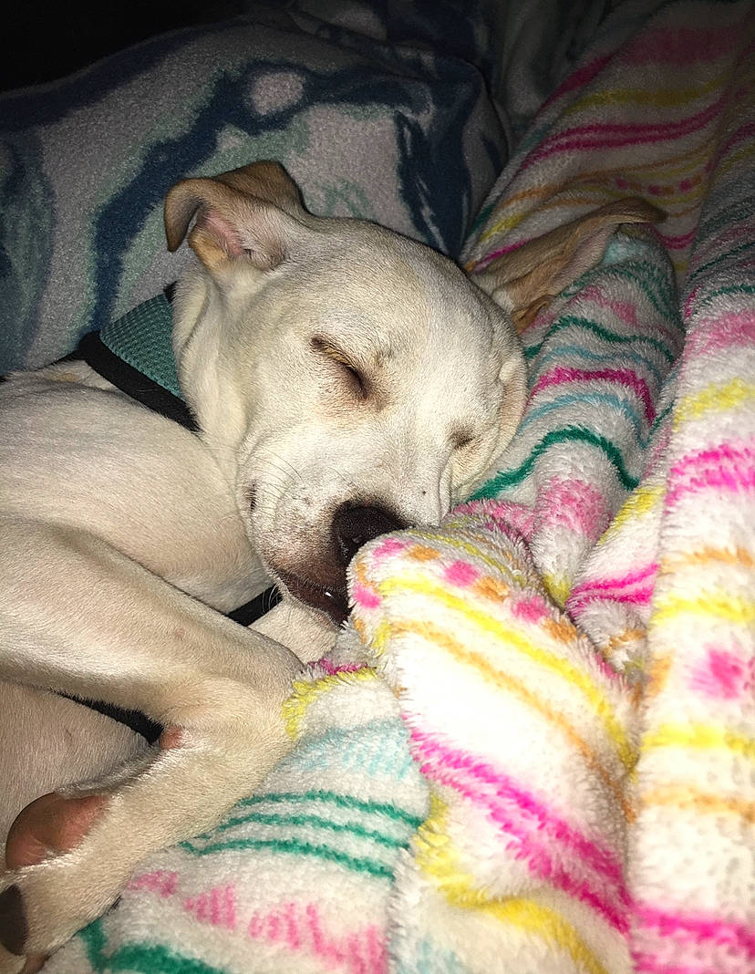 Monty joined the competition — help win amazing prizes! baby, blanket, canidae, carnivore, child, companion_dog, dog, dog_breed, fawn, linens, nap, non_sporting_group, puppy, puppy_love, sleep, snout, sporting_group, textile, toy_dog