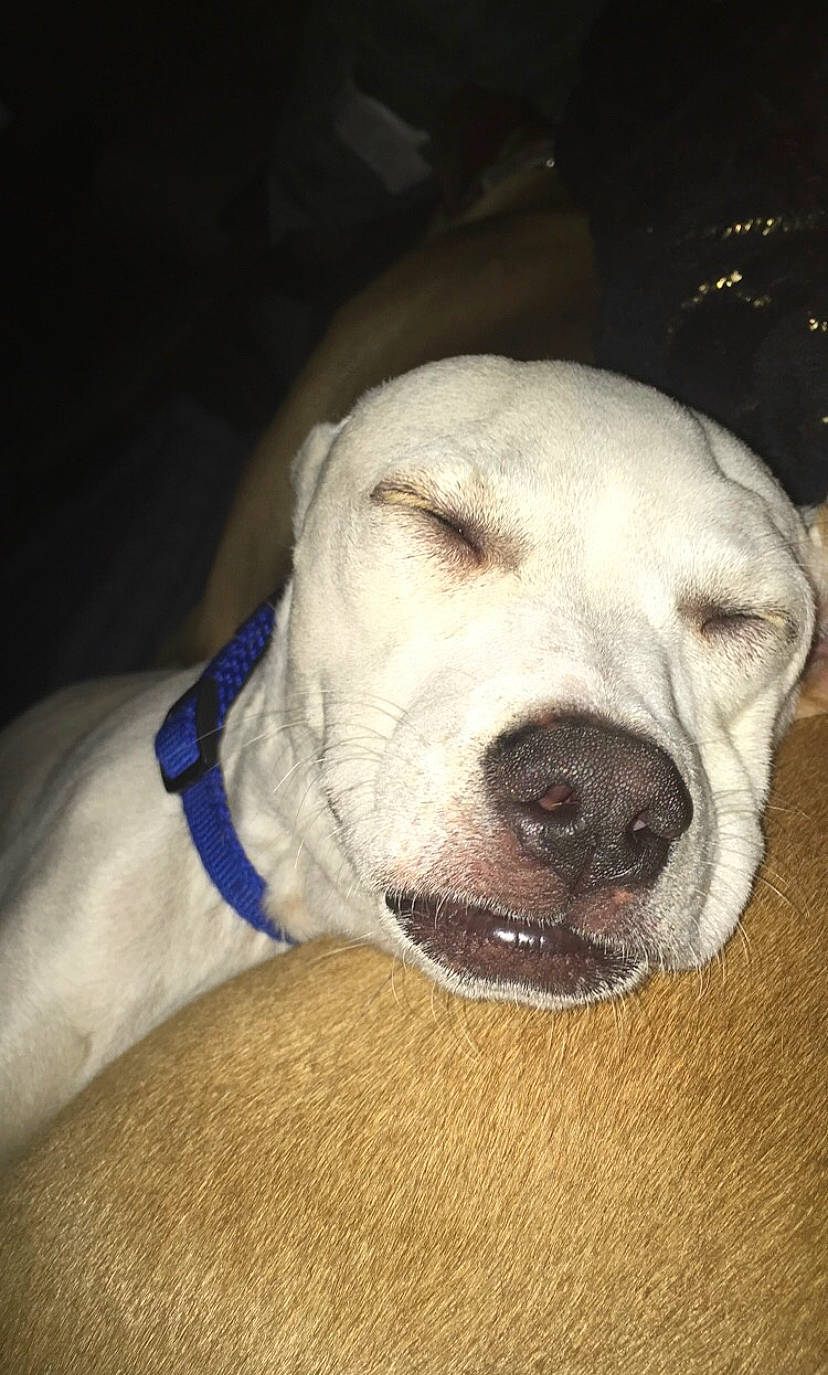 Monty is registered to the contest to win money with this photo: bully_kutta, canidae, carnivore, dog, dog_breed, dogo_argentino, dogo_guatemalteco, fawn, mammal, non_sporting_group, nose, pit_bull, rare_breed_dog, snout, sporting_group, vertebrate