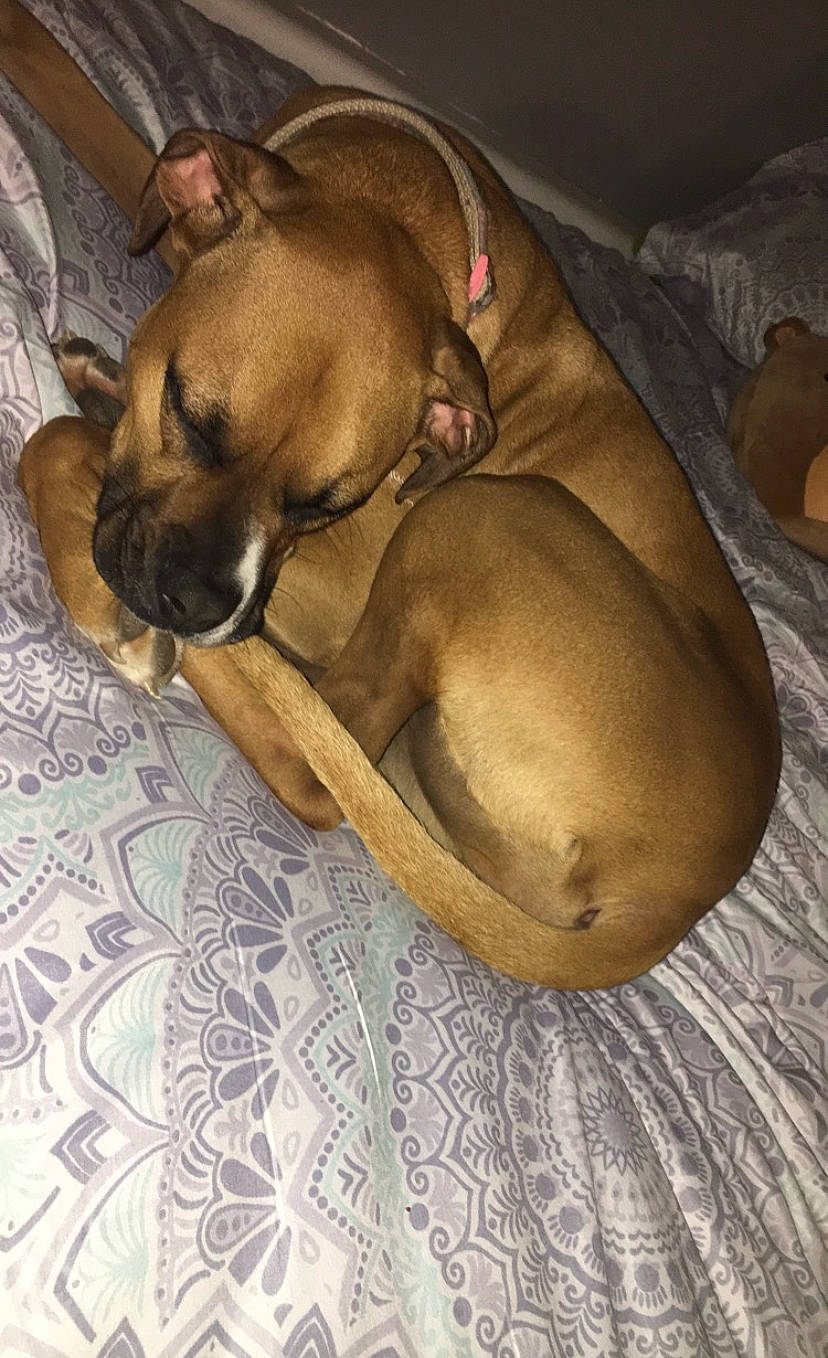 Penny is registered to the contest to win money with this photo: black_mouth_cur, boerboel, bullmastiff, canidae, carnivore, companion_dog, dog, dog_breed, fawn, nap, rhodesian_ridgeback, sleep, snout
