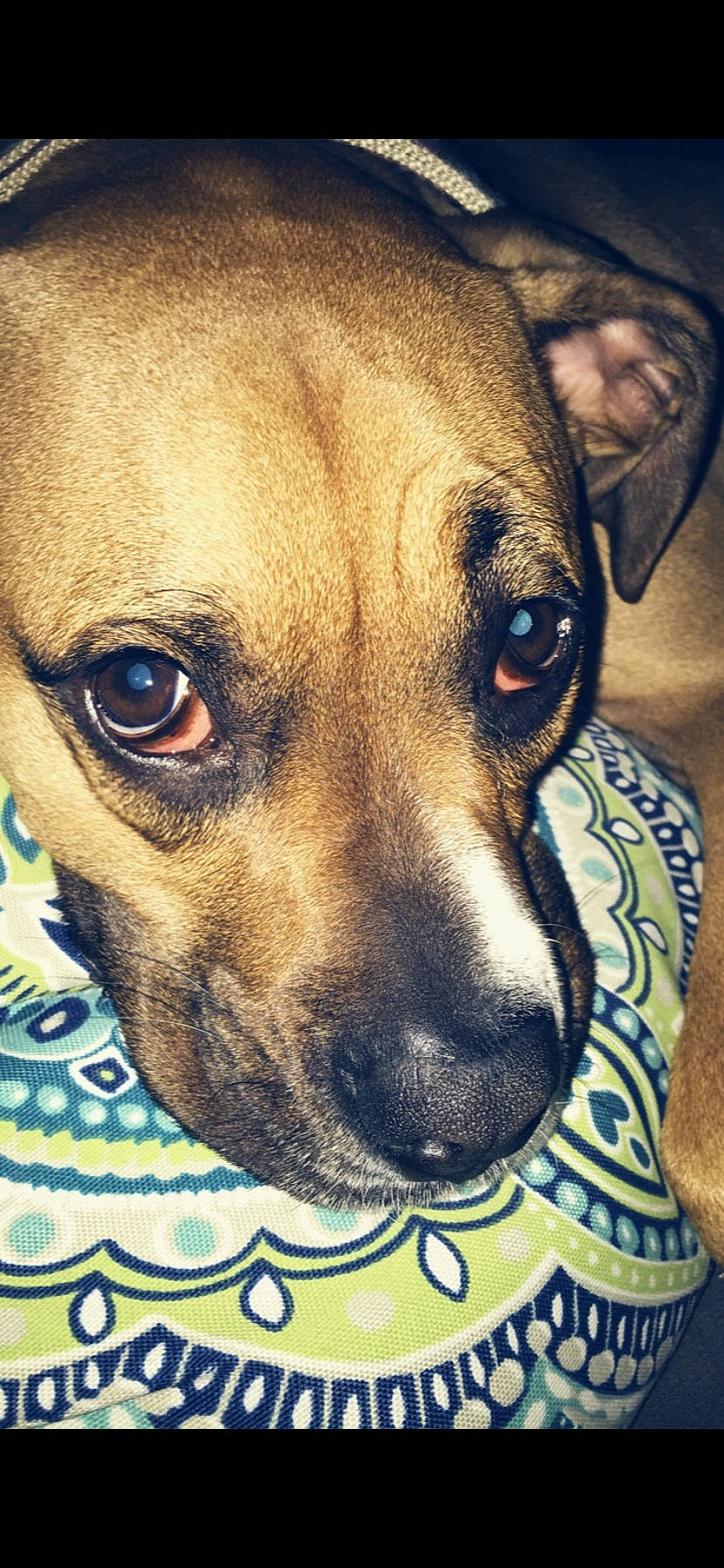 Penny is registered to the contest to win money with this photo: black_mouth_cur, canidae, carnivore, companion_dog, dog, dog_breed, eye, fawn, mammal, mountain_cur, nose, rare_breed_dog, rhodesian_ridgeback, snout, vertebrate, whiskers