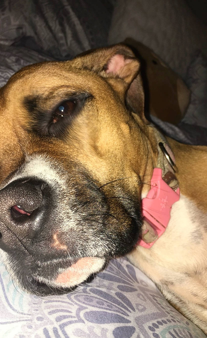 Penny is registered to the contest to win money with this photo: alano_espanol, american_pit_bull_terrier, american_staffordshire_terrier, boerboel, boxer, bullmastiff, canidae, carnivore, dog, dog_breed, ear, fawn, mammal, non_sporting_group, nose, olde_english_bulldogge, snout, valley_bulldog, vertebrate, whiskers