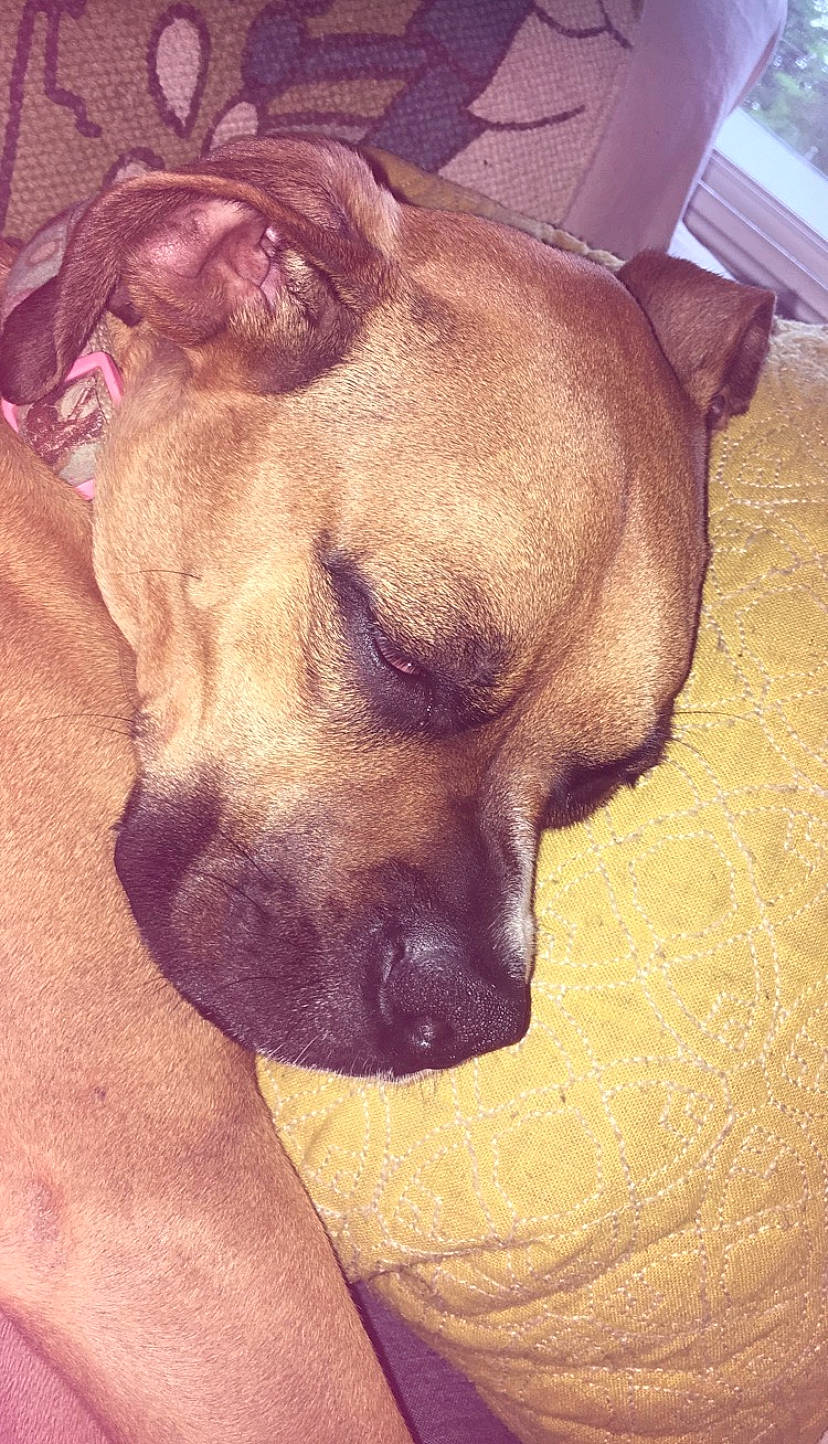 Penny is registered to the contest to win money with this photo: american_pit_bull_terrier, black_mouth_cur, boerboel, bullmastiff, canidae, carnivore, companion_dog, dog, dog_breed, ear, english_mastiff, fawn, mammal, nose, pit_bull, skin, sleep, snout, sporting_group, wrinkle