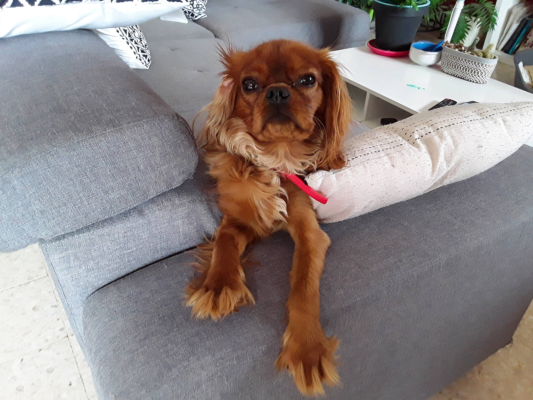 Scoubidou a rejoint le concours — aidez-le/la à gagner de superbes lots ! carnivore, collar, comfort, companion_dog, couch, dog, dog_breed, dog_supply, flowerpot, fur, houseplant, liver, paw, pet_supply, puppy_love, snout, spaniel, toy, toy_dog, working_animal