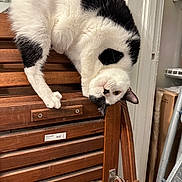 George is registered to the contest to win money with this photo: cat, black_and_white, wooden_chair, indoor, pet, curious, playful, feline, upside_down, household, door, furniture, relaxed, whiskers, paw, ears, domestic, animal, close_up, cute