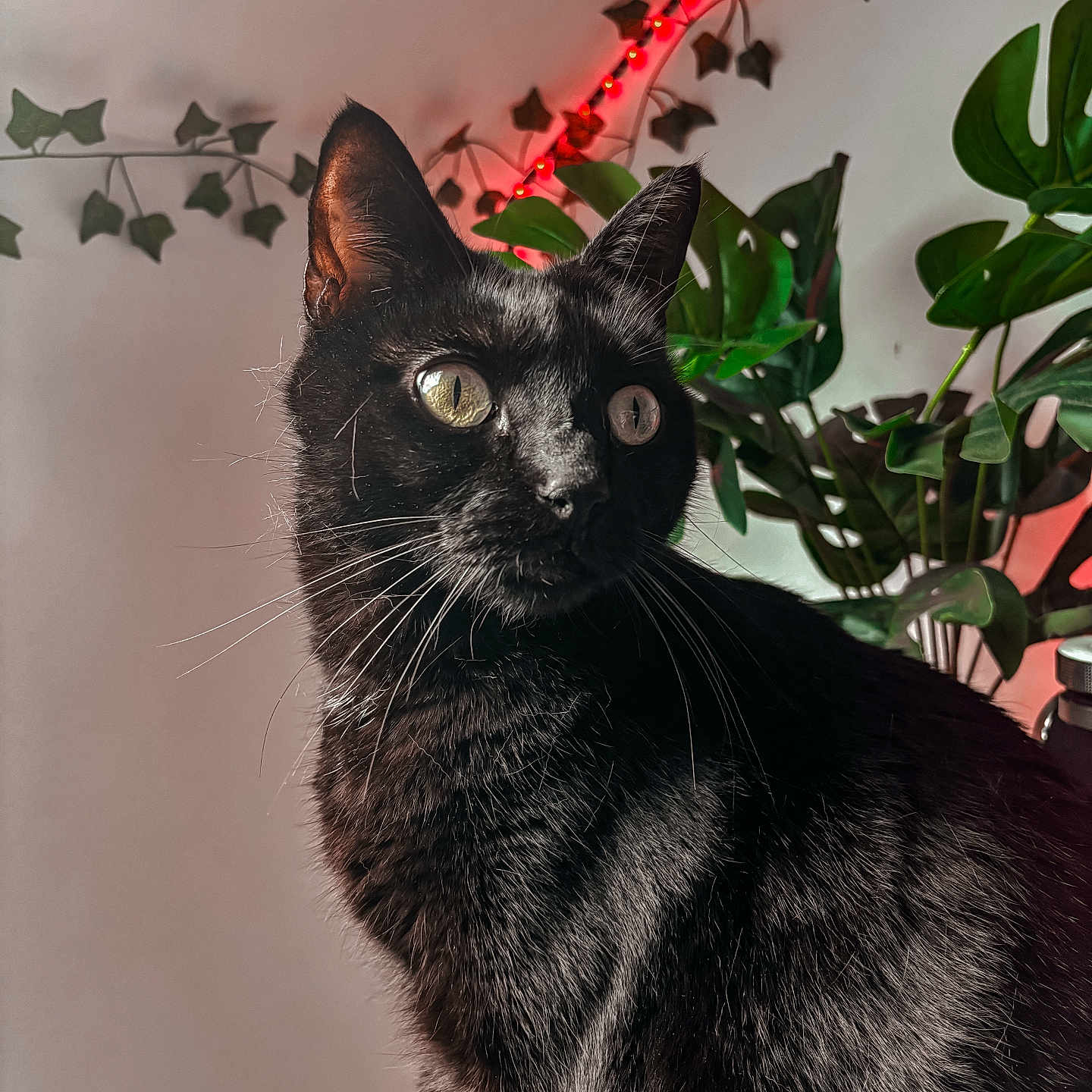 Anubis participe au concours pour gagner de l'argent avec cette photo : animal, black_cat, cat, closeup, curious, domestic_cat, ears, eyes, feline, fur, greenery, indoor, leafy_background, pet, plant, portrait, red_lights, shadow, soft_light, whiskers