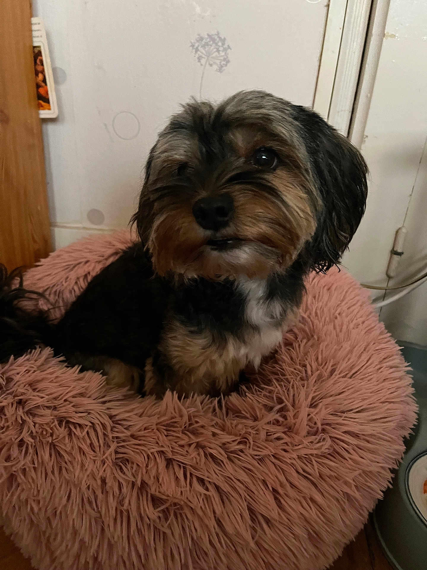 Olly participe au concours pour gagner de l'argent avec cette photo : dog, pet_bed, fluffy, small_dog, indoor, cozy, fur, animal, mammal, pink, bed, comfort, cute, domestic_animal, resting, household, wood_floor, wall, furniture, canine