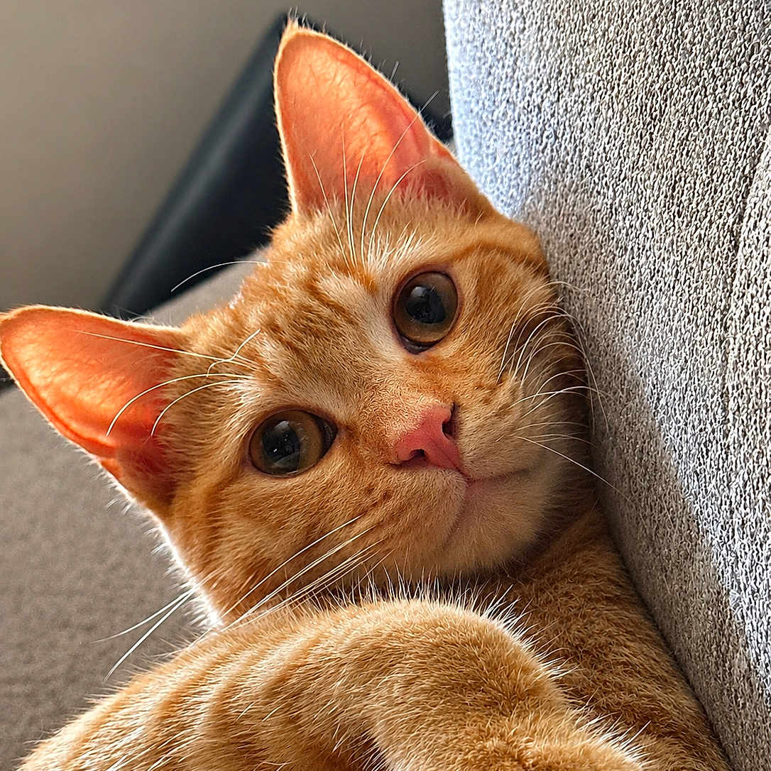 Arya