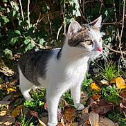 Ruby a rejoint le concours — aidez-le/la à gagner de superbes lots ! alert, animal, autumn, cat, closeup, curious, daylight, feline, forest, grass, greenery, leaves, mammal, nature, outdoor, pet, small, sunlight, whiskers, young