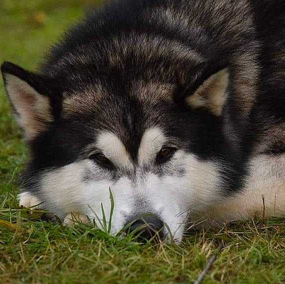 Nanook participe au concours pour gagner de l'argent avec cette photo : alaskan_klee_kai, alaskan_malamute, canadian_eskimo_dog, canidae, canis, carnivore, dog, dog_breed, mammal, miniature_siberian_husky, native_american_indian_dog, northern_inuit_dog, saarloos_wolfdog, sakhalin_husky, siberian_husky, sled_dog, snout, tamaskan_dog, vertebrate, wolfdog