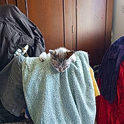 Mickey a rejoint le concours — aidez-le/la à gagner de superbes lots ! cat, towel, chair, clothing, wardrobe, indoor, furniture, pet, curious, cozy, texture, wood, paws, head, blanket, fabric, room, household, casual, relaxed