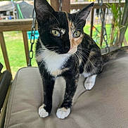 Hazel joined the competition — help win amazing prizes! cat, calico, animal, pet, porch, swing, cushion, fur, whiskers, outdoor, greenery, wooden, eyes, face, paws, tail, closeup, curious, sitting, daylight