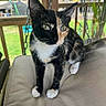 cat, calico, animal, pet, porch, swing, cushion, fur, whiskers, outdoor, greenery, wooden, eyes, face, paws, tail, closeup, curious, sitting, daylight
