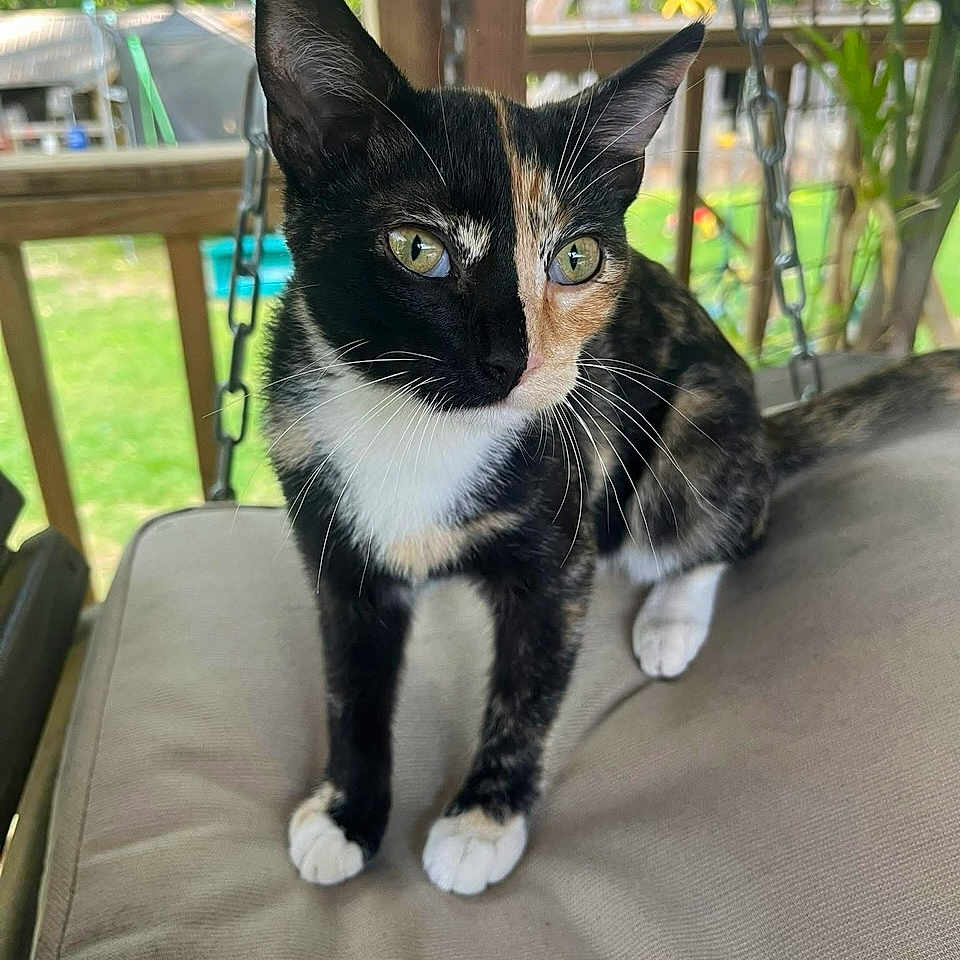 Hazel joined the competition — help win amazing prizes! cat, calico, animal, pet, porch, swing, cushion, fur, whiskers, outdoor, greenery, wooden, eyes, face, paws, tail, closeup, curious, sitting, daylight