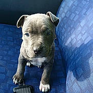 Jack participe au concours pour gagner de l'argent avec cette photo : puppy, dog, blue_seat, car_interior, seatbelt, pet, young_animal, curious, close_up, indoor, window, vehicle, animal_face, sitting, small_paws, fur, cute, companion, domestic_animal, transport