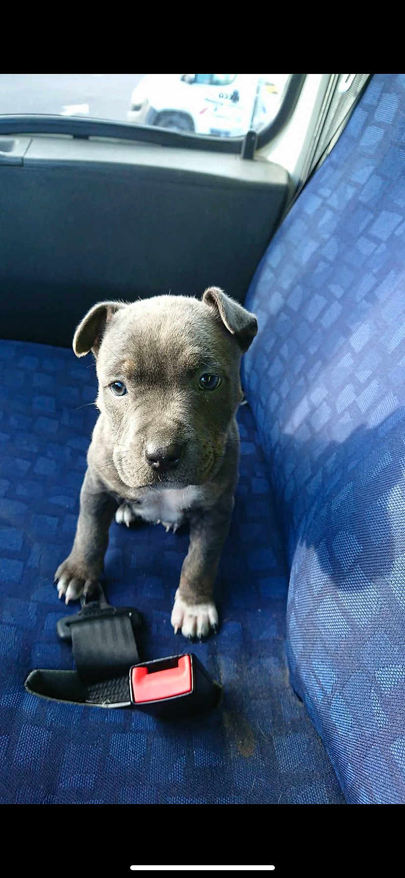 Jack participe au concours pour gagner de l'argent avec cette photo : puppy, dog, blue_seat, car_interior, seatbelt, pet, young_animal, curious, close_up, indoor, window, vehicle, animal_face, sitting, small_paws, fur, cute, companion, domestic_animal, transport
