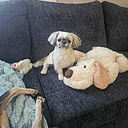 Olie joined the competition — help win amazing prizes! dog, plush_toy, couch, pet, animal, furniture, indoor, small_dog, fluffy, toy, paws, tail, blanket, cozy, relaxation, companion, cute, living_room, domestic_animal, resting