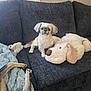 dog, plush_toy, couch, pet, animal, furniture, indoor, small_dog, fluffy, toy, paws, tail, blanket, cozy, relaxation, companion, cute, living_room, domestic_animal, resting