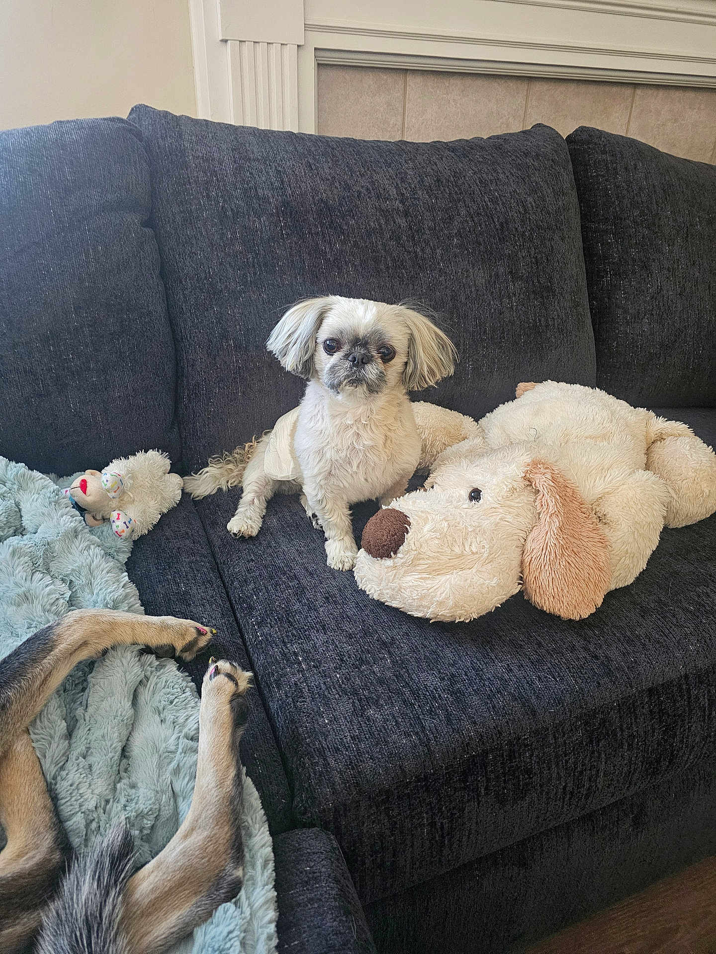 Olie joined the competition — help win amazing prizes! dog, plush_toy, couch, pet, animal, furniture, indoor, small_dog, fluffy, toy, paws, tail, blanket, cozy, relaxation, companion, cute, living_room, domestic_animal, resting