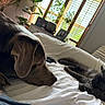 Simba joined the competition — help win amazing prizes! dog, cat, pets, animal, sleeping, lying_down, bed, bedroom, indoors, white_bedding, fluffy, fur, relaxed, companionship, sunlight, window, home, resting, cute, peaceful